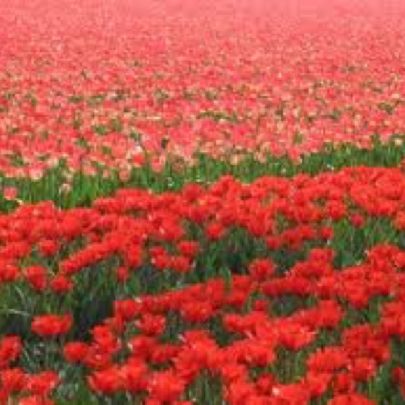 Meet your Posher, Katherine - Picture 1 of 1